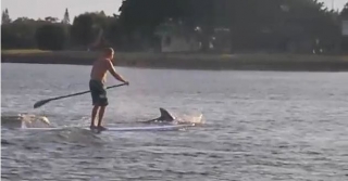  Suba with dolphins 